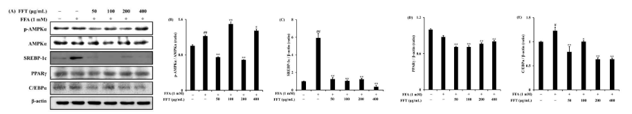 FFA 유발 HepG2 세포에서 지방 생성 단백질 발현에 대한 FFT의 효과
