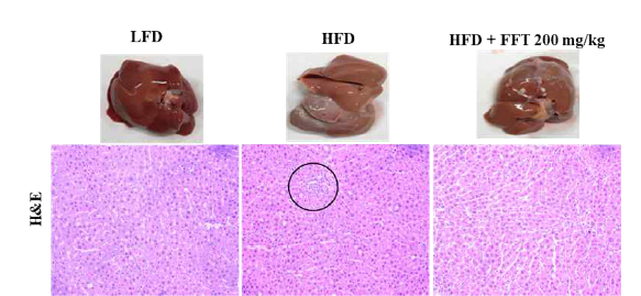 CCl4 유도에 의한 rat의 간 손상에 대한 FFT의 효과