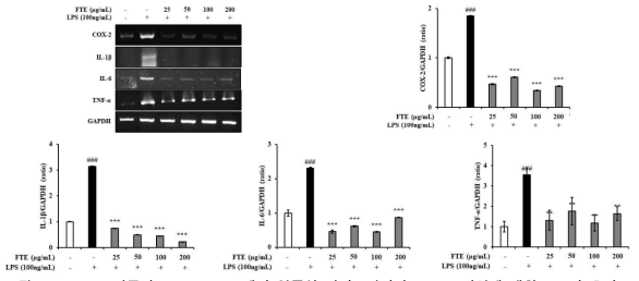 LPS로 자극된 RAW 264.7 에서 염증성 사이토카인의 mRNA 발현에 대한 FTE의 효과