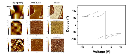 TMCM-MnCl3의 PFM 결과 및 hysteresis loop