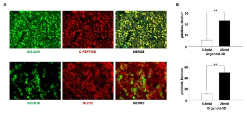 췌도 오가노이드 내 베타세포의 기능성 분석. A. D5 오가노이드에서 인슐린과 C-peptide 발현 양상. B. D5 오가노이드 내 인슐린과 GLUT2의 발현 양상. C. D3, D5 오가노이드의 Glucose 농도에 의한 인슐린 발현 양상 (D3- 5.57 vs 23.43; D5- 11.15 vs 50.17 μUnit/mL Media)