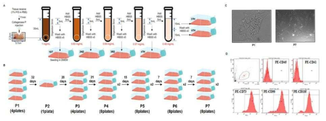 사람 췌장 유래 중간엽 줄기세포의 분리 배양. A. 사람 췌장의 단일 세포화 과정. 고농도에서 점층적으로 낮아지는 Collagenase P를 이용하여 췌장 조직의 단일세포화 및 배양. B. 췌장 세포의 계대 배양 과정. C. 각 단계마다 일정 기간을 거쳐 P7까지 계대 배양 과정에서 세포가 점차 중간엽 세포의 형태로 변화. D. P7 세포를 FACS 분석 시 중간엽 줄기세포의 특성을 보임 (CD45-0.1%; CD41-0.1%; CD73-98.7%; CD90-99.7%, CD105-98.9%)