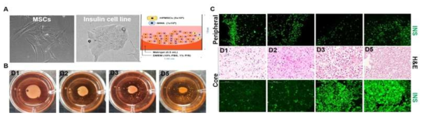 사람 췌장 유래 중간엽 줄기세포와 인슐린 세포주를 이용한 췌도 오가노이드의 구축. A. 중간엽 줄기세포와 인슐린 세포주의 형태 및 3차원 혼합 방법의 모식도. B. 췌도 오가노이드의 형성 과정 및 형태 변화. C. 시간에 따른 오가노이드 내 인슐린 발현 세포의 위치 변화 (Peripheral -> Core area) 및 세포의 응집도 증가