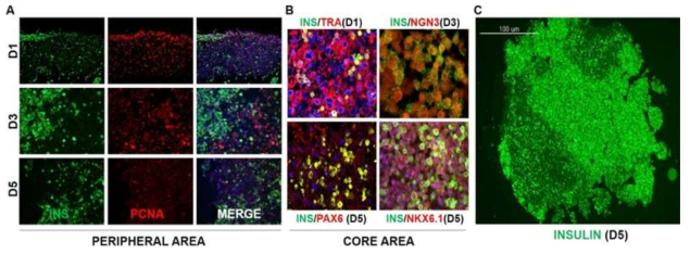 다른 인슐린 세포주를 이용한 오가노이드 형성. A. 오가노이드 peripheral area에 인슐린/PCNA 동시발현 세포 (인슐린 세포주)의 분포 및 감소 (PCNA의 감소)의 형태학적 관찰. B. 오가노이드 형성과정에서 중간엽 줄기세포 (TRA-1-60 발현)가 내분비 전구체 (NGN3 발현) 및 성숙한 베타세포 (PAX6, NKX6.1 발현)로 분화하는 과정의 형태학적 관찰. C. D5 오가노이드에서 인슐린의 발현 양상
