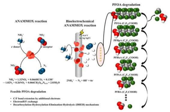 ANAMMMOX granule의 미생물전기화학적 PFOA 분해 경로