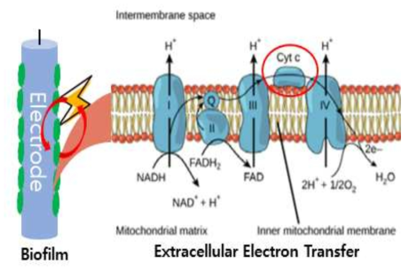 전기활성 미생물의 세포외 전자전달 과정