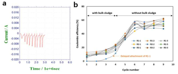 형성된 biofilm의 전류(a) 및 쿨롱효율(b)