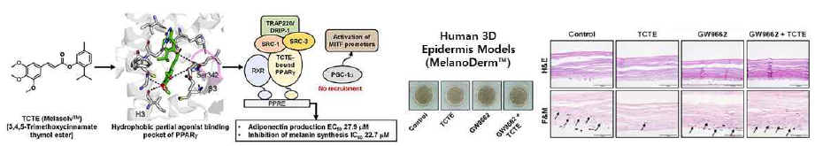 PPAR 네트워크와 연관된 미백 효과의 분자촉발사건 연구(Ko et al., 2022 J. Dermatol. Sci.)