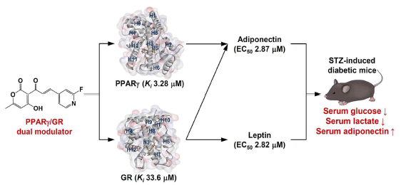 신규 아디포넥틴 및 렙틴 분비 촉진 활성의 PPARγ, GR 이중 조절제 연구 결과(Ahn et al., 2023 Eur. J. Med. Chem.)