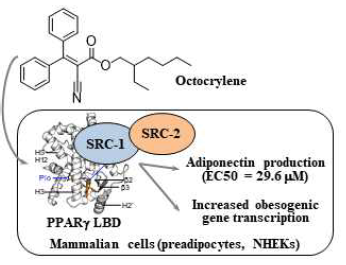 자외선차단제 옥토크릴렌의 오베소젠 분자촉발사건 기전 규명 연구 결과(Ko et al., 2022 Toxicol. Lett.)