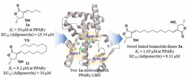 PPARγ에 대한 새로운 완전효능약인 butanolide dimer 연구 결과(Ahn et al., 2020 Eur. J. Med. Chem.)