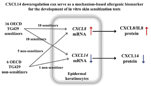 피부 감작의 MIE 연구를 통한 바이오마커로서의 CXCL14 도출 결과(Lee et al., 2020 Toxicol. Appl. Pharmacol.)