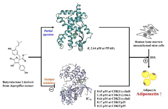 Butyrolactone I의 대사성질환 MIE 연구결과(Ahn et al., 2020 Biomolecules)