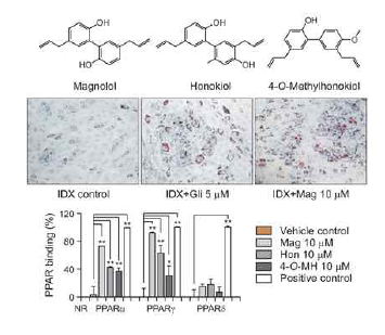 후박 유래 neolignan 성분의 아디포넥틴 분비촉진 효과와 MIE 연구결과(Han et al., 2020 Biomol. Ther.)