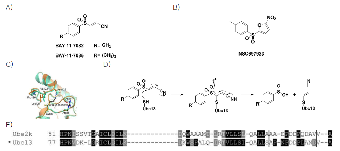 A) Bay 11-7082, 7085 구조, B) NSC697923 구조, C) Bay 11-7082의 Ubc13 활성자리 결합 (PDB 40NN), D) Bay 11-7082의 Ubc13 C87과 공유결합 메커니즘, E) Ubc13과 Ube2k(E2-25K, Hip2)의 활성자리 서열 (ACS.Chem.Biol.,2015,10,1718)