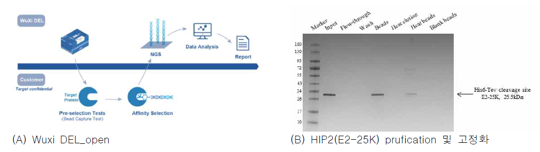 (A)W uxi DEL_open service의 process (B) HIP2 단백질의 purification 및 고정화