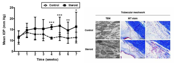 Steroid in-vivo model의 안압변화와 섬유주세포의 구조 변화