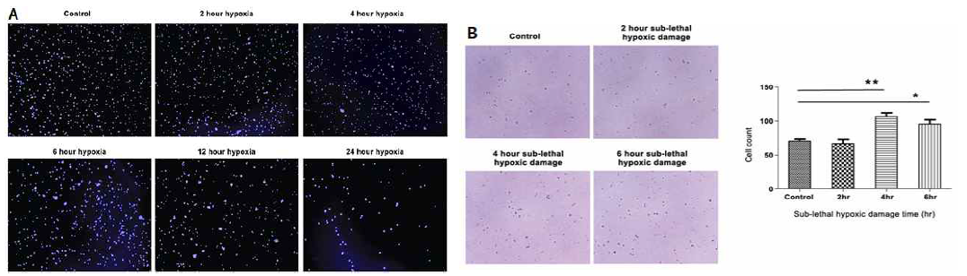 A) 시간별 hypoxic conditioning 에 따른 세포의 변화 양상. B) Sub-lethal hypoxia에 따른 RGC의 생존 세포 변화 비교