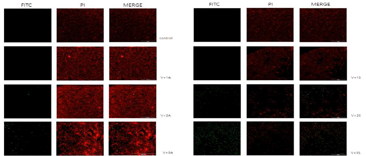 Tunnel staining 이용하여 확인한 Target A 후보 물질과 Bevacizumab 군 survival 차이