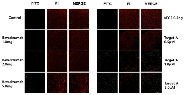 Target A 후보 물질과 Bevacizumab 군 RGC survival 차이