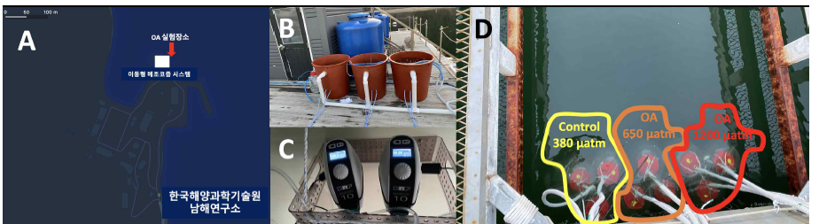 거제도 장목 한국해양과학기술원 남해연구소의 이동형 메조코즘 시스템에 설치된 실험 시스템. A: 실험을 진행한 세부 정점 정보, B: 현장 해수를 이용하여 산성화 해수를 제조할 수 있는 중형 수조, C: CO2 포화 해수를 이동시키는 액체정량 다이아프램 펌프, D: 수중에 설치된 실험 조건이 조성된 수중 챔버