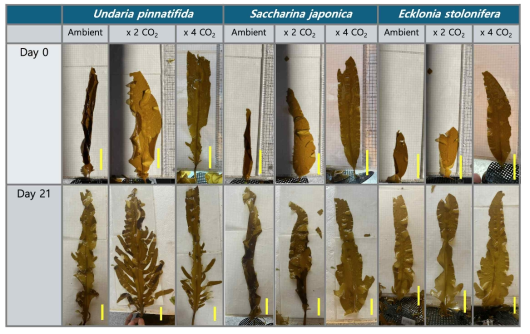 해양산성화 조건에서 세 종의 갈조류(미역, 다시마, 감태)의 실험 초기(day 0)과 노출 21일 후 개체의 형태 비교(scale bar = 5 cm)
