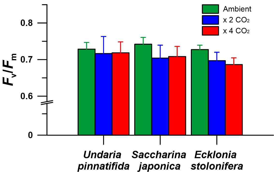 해양산성화 조건에서 세 종의 갈조류를 대상으로 4주 노출실험 후 측정된 광합성(최대양자수율(Fv/Fm))의 결과(mean ± sd)
