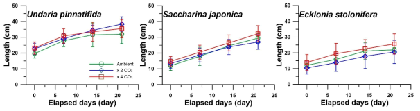 해양산성화 조건에서 시간에 따른 세 종의 갈조류(미역, 다시마, 감태)의 성장에 따른 길이 결과(mean ± sd)