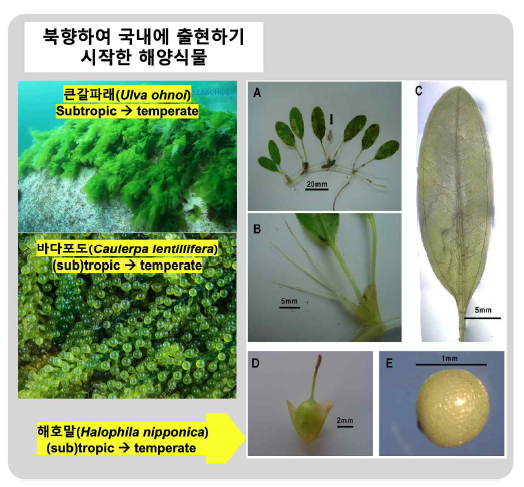 국내에 출현하기 시작한 아열대 대형 수생식물의 사례