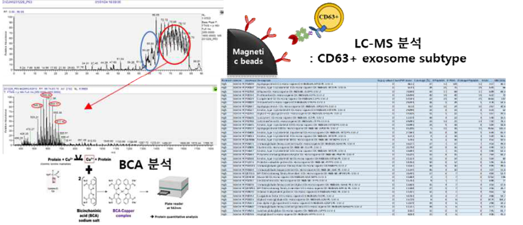 혈액 엑소좀 전립선암 CD63+ 엑소좀 subtype 단백질체 분석