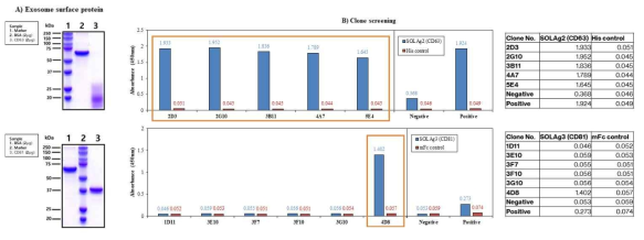 엑소좀 표면단백질 CD63 및 CD81 면역원 특성화 (A) 및 이에 대한 총 6종 단일클론 항체의 생산 (B)