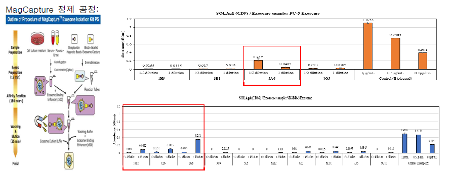 엑소좀 표면단백질 CD9, CD82 함유 엑소좀 정제 공정 (왼쪽) 및 이를 이용한 총 4종 항체의 생산을 위한 단일클론 스크리닝 (오른쪽)