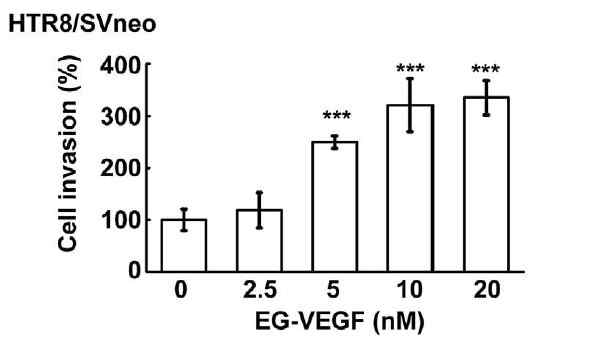 EG-VEGF 처리후 태반세포주의 침윤