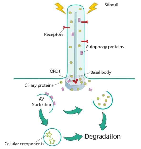 cilia-autophagy crosstalk