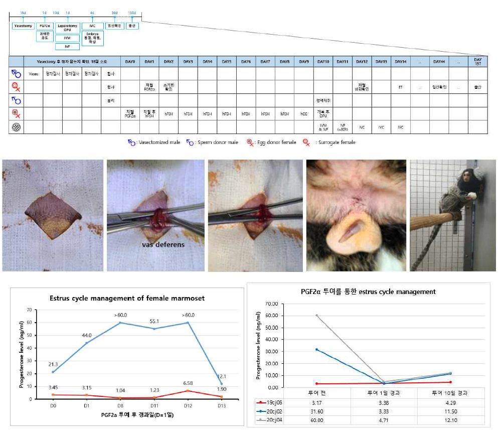번식을 통한 산자 확보와 체외수정을 통한 마모셋 원숭이 생산 세부 계획표와 수컷 마모셋 원숭이의 정관수술과 회복, 암컷 마모셋 원숭이의 성주기 조작 결과