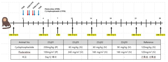 면역억제마모셋 제작을 위한 약물 regimen과 투여 일정