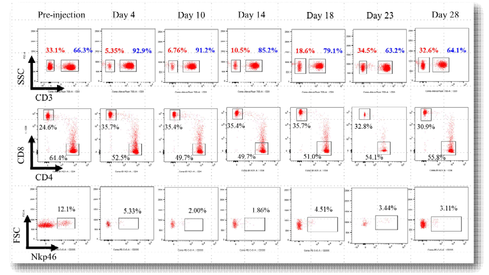 마모셋 면역억제모델의 immunotyping 분석결과