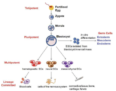 다분화능을 가진 줄기세포의 종류