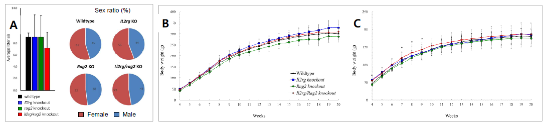 SCID 랫드의 (A)산자수와 성비, (B) 수컷과 (C) 암컷의 체중 변화