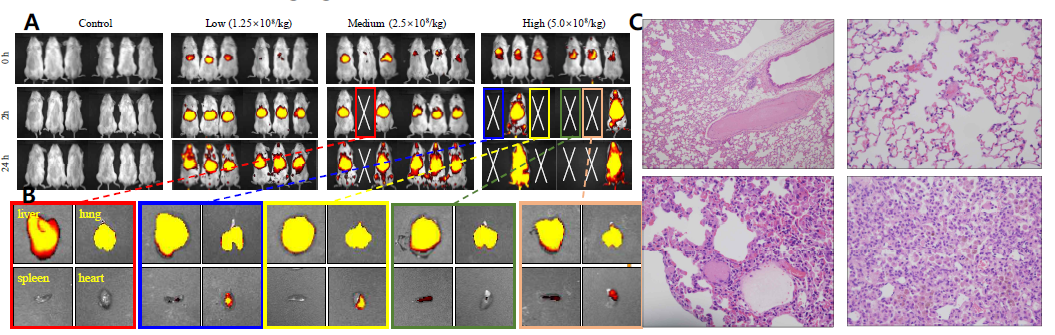 (A) 줄기세포의 체내 분포 (in-vivo imaging)와 (B) 폐사개체의 간, 폐, 비장, 심장의 ex-vivo imaging. (C) H&E 염색 후 폐의 조직병리학적 분석결과