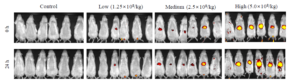 줄기세포의 투여 후 랫드 체내 분포 (in-vivo imaging)