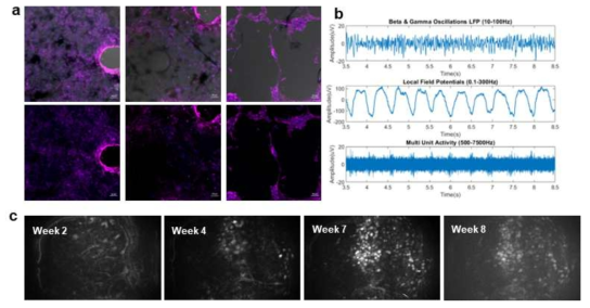 (a) Confocal laser scanning microscopy (CLSM) (b) 투명소자로 측정한 신경신호, (c) 투명소자로 덮여있는 부위의 neural activity 관측