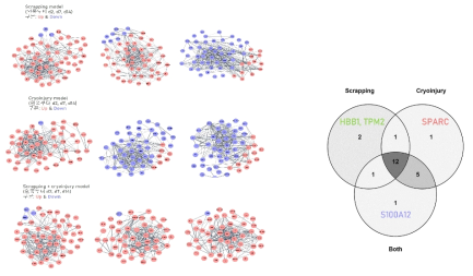 각막내피세포손상 토끼 모델에서 그룹별, 경과 시간별 protein-protein network 분석 및 특이적 protein marker 선별