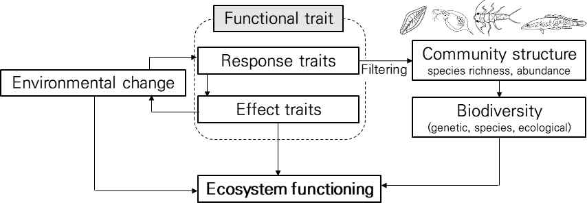 환경변이-기능적 형질-생태계 기능 관계의 개념 프레임워크