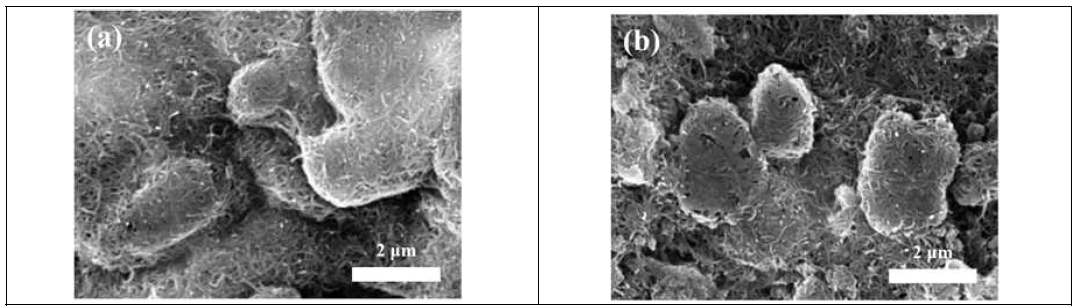 Surface images of two cathodes at 20 k magnification: (a) control sulfur cathode, and (b) DMP500/S cathode