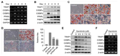 TRAP1과 지방세포 분화. (A) 3T3-L1의 분화시 mRNA 분석. (B) 3T3-L1분화시 단백질분석. (C) Gamitrinib처리후 Oil red O 염색. (D) TRAP1 siRNA. (E) Gamitrinib처리후 분화관련 전사인자 발현. (F) RT-PCR