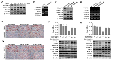 TRAP1과 지방세포 분화 조절기전. (A-D) TRAP1 억제후 분화 관련 전사 인자의 발현 변화. (E,F) TRAP1과 AMPK를 동시에 억제 후 지방세포 분화 분석. (G,H) TRAP1과 CHOP 동시 억제후 지방세포 분화 분석