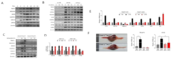 종양지방세포에서 TRAP1의 기능. (A-C) 암세포와의 공배양에 따른 단백질 발현 변화. (D) mRNA변화는 없음. (E) 주요 adipokine의 mRNA 발현 변화 (F) 종양과 CAA에서의 CFD 발현