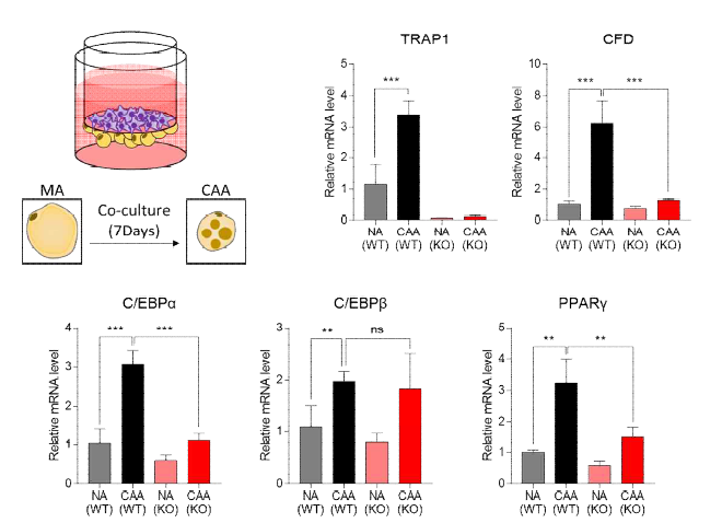 암세포의 지방세포 분화 유도.일반 지방세포 (NA)와 암세포와 공배양한 CAA에서의 유전자 발현 분석