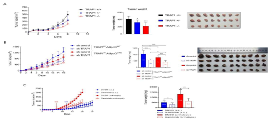 종양환경의 중요성분석. (A) EO771 orthotpic model. 실험 후 종양 무게도 분석함. (B) 종양 환경에 따른 종양성장 비교. 실험 후 종양의 무게 및 이미지를 16일째 harvest하여 분석. (C) TRAP1 억제제 효과. (왼쪽) TRAP1 inhibitor인 Gamitrinib (GA)을 처리하여 지방세포와 같이 자라는 종양 (orthotopic)과 그렇지 않은 종양(subcutaneous = s.c.)의 성장 차이를 비교 분석함. (오른쪽) 실험후 종양 무게 비교 분석